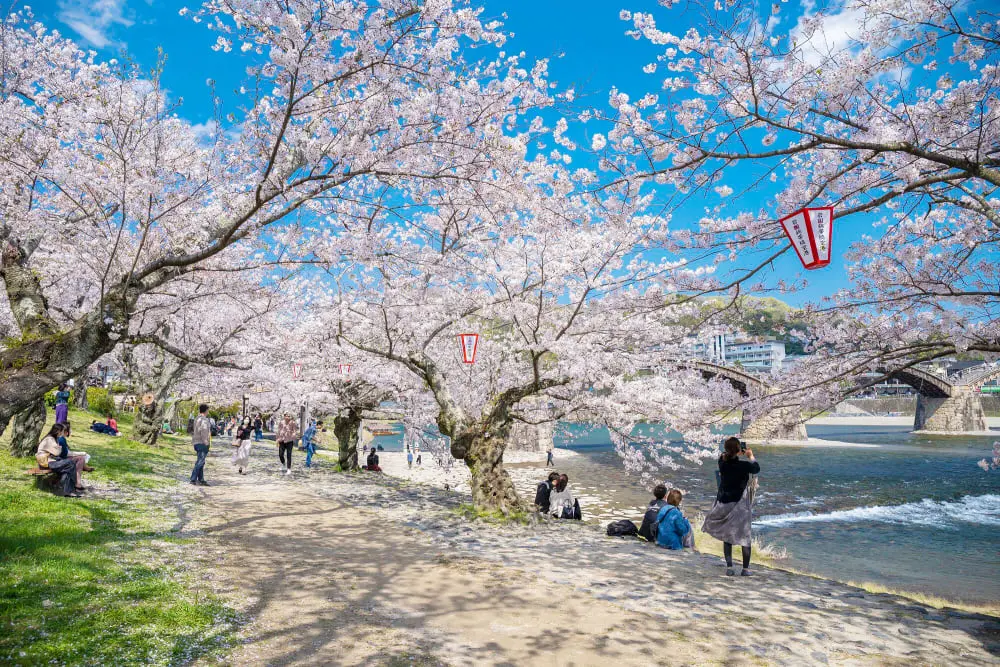 Địa điểm ngắm hoa anh đào Nhật Bản